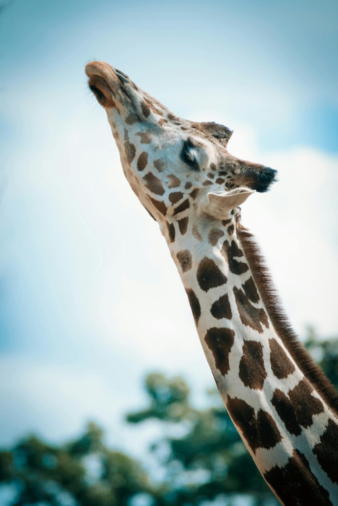 Close-up of a giraffe stretching its neck under a clear blue sky.